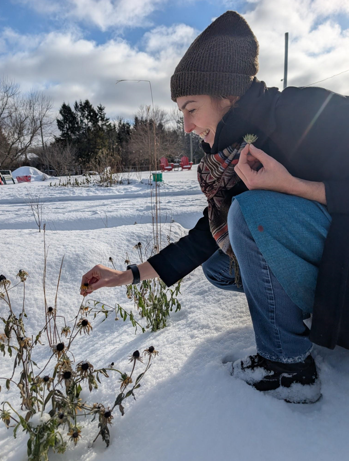 Suzanne picking aster heads in the middle of winter from the Localeaf Lab